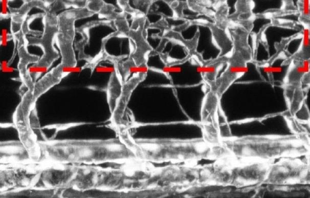 Descubren cómo las neuronas modulan el crecimiento de los vasos sanguíneos