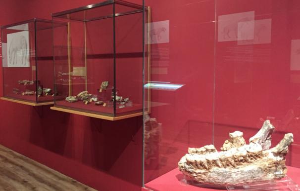 La exposición sobre Cueva Victoria producida por Cultura llega al Museo Municipal de Arqueología de Cartagena