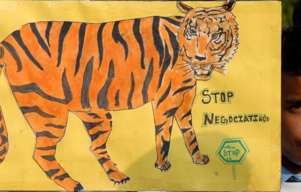 Expertos de todo el mundo piden una acción coordinada para salvar al tigre