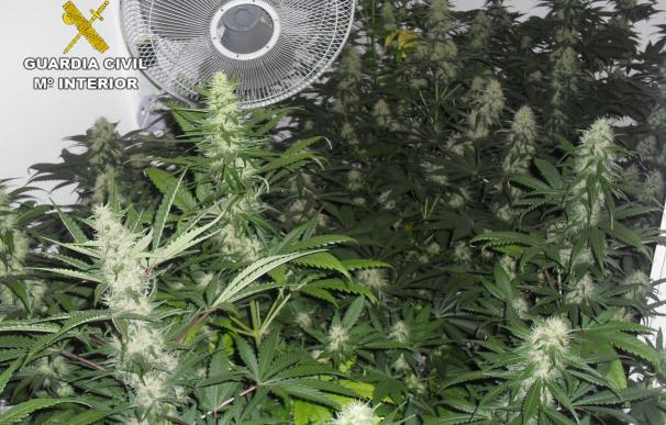 Desmantelada una plantación 'indoor' de marihuana instalada en una cochera de Aguilar