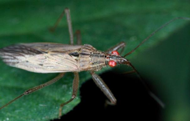 Demuestran que el canibalismo en insectos puede mejorar su fertilidad y su capacidad depredadora