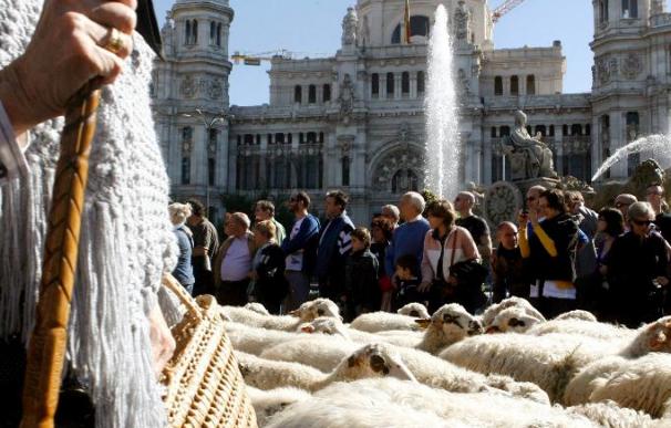Las ovejas vuelven hoy a Madrid en la XVI Fiesta de la Trashumancia