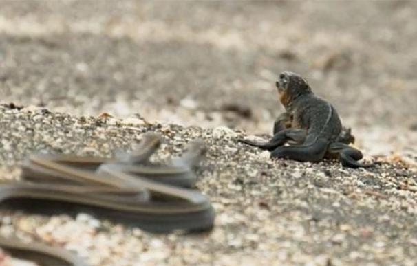 La espectacular fuga de una Iguana que logra escapar de diez serpientes que la iban a devorar