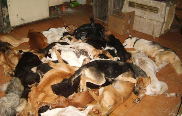 Juzgan este miércoles por presunto maltrato animal a los responsables de la perrera de Puerto Real