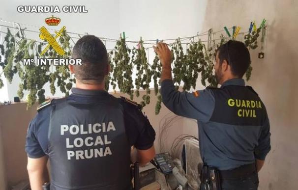 Dos detenidos e incautadas 87 plantas de marihuana en una azotea en Pruna