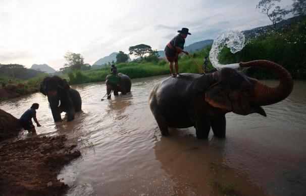 Tailandia crea un asilo para elefantes ancianos