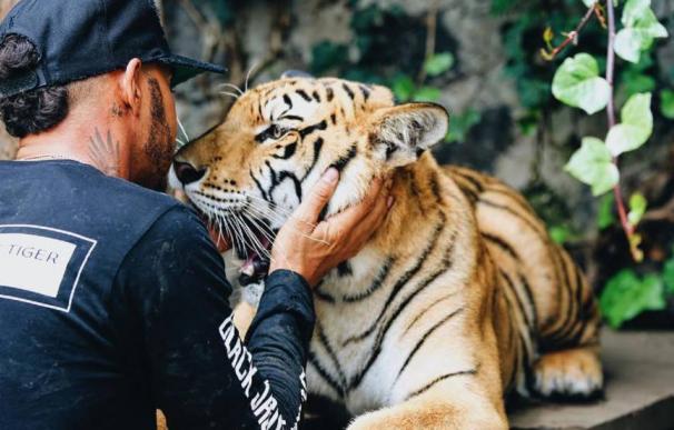 Lewis Hamilton se relaja jugando con un tigre en México
