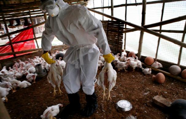 Comienza la desinfección en la granja guadalajareña con un brote de gripe aviar