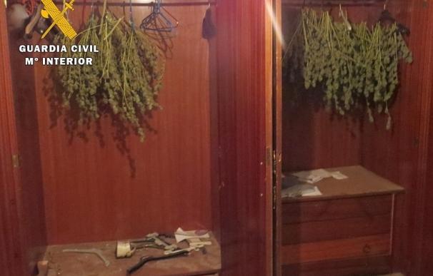 Tres detenidos en Burgos tras desmantelar un secadero de marihuana y aprehender 8,6 kilos de droga