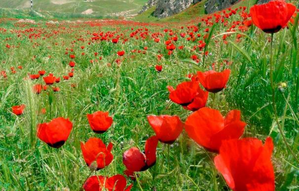La ONU advierte del efecto desestabilizador del opio afgano en todo el mundo