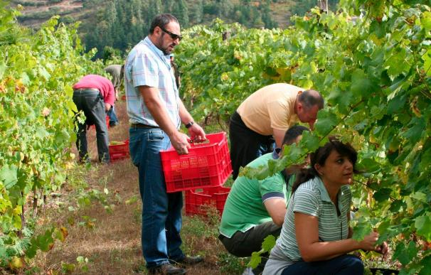 Concluye la cosecha de La Rioja con 410 millones de kilos de muy buena calidad