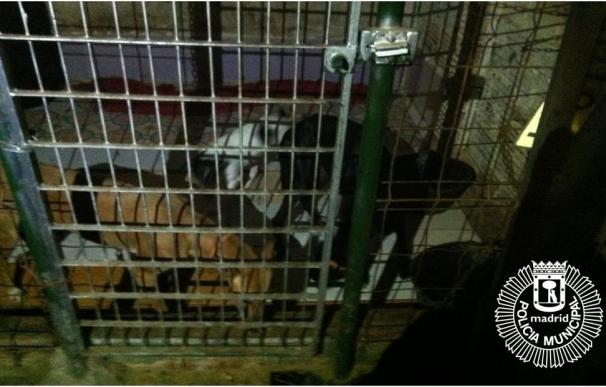 Rescatan a tres perras que vivían en lamentables condiciones en un trastero de Usera