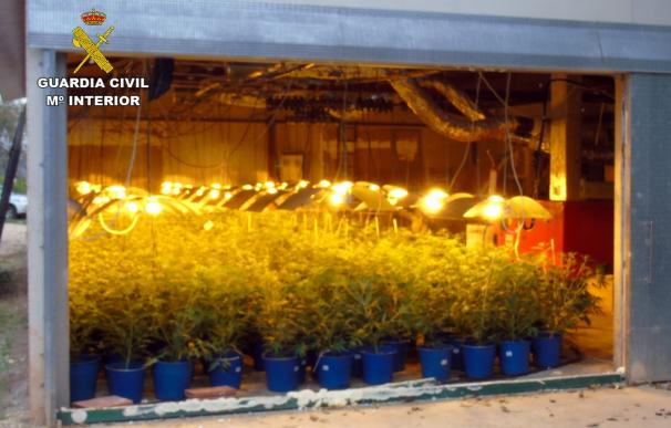 Cae en Bullas un grupo dedicado al cultivo ilícito de marihuana con 3 detenidos y casi 400 plantas incautadas