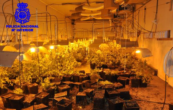 La Policía interviene mil plantas de marihuana en una nave industrial de Vigo, en un operativo con dos detenidos