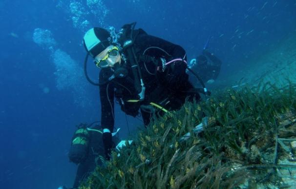 La red de voluntariado submarino 'Posimed Andalucía' analiza el estado de la posidonia oceánica