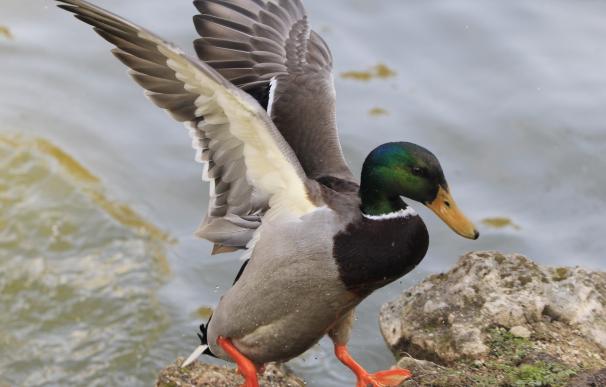 Francia confirma la presencia de gripe aviar en 20 patos del norte del país