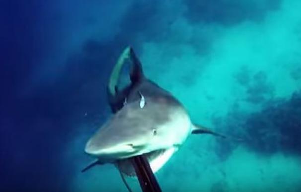 Un hombre graba como cómo sobrevivió al ataque de un tiburón