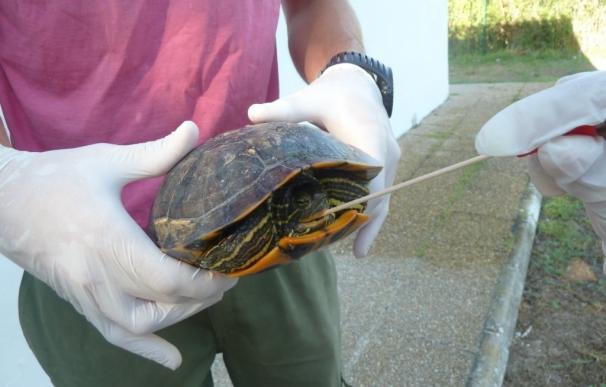 Investigadores de la CEU-UCH estudian la presencia de Salmonella en tortugas de hogares valencianos
