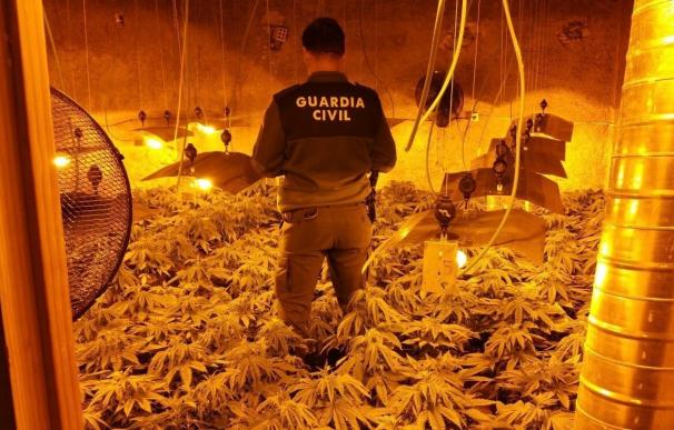 Guardia Civil de Jayena interviene 759 plantas de marihuana en una vivienda descubiertas por un enganche de luz ilegal