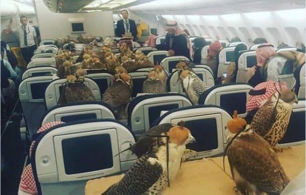 Un príncipe saudí viaja en un vuelo comercial y compra asientos para sus 80 halcones