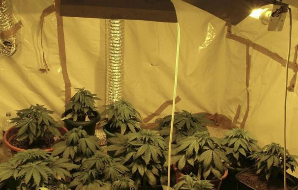 Cinco detenidos en Nalda por robar 10 plantas con 22 kilos de marihuana