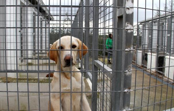 El Centro municipal de Protección Animal organiza este fin de semana unas jornadas de puertas abiertas