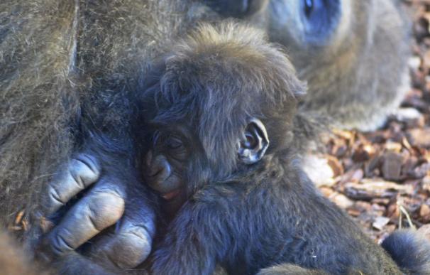 La bebé gorila nacida en Bioparc cumple tres meses y se llamará Virunga