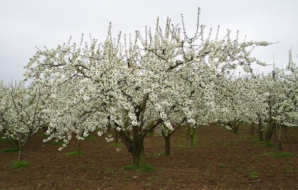 Las suaves temperaturas adelantan dos semanas la floración de los cerezos del Valle de las Caderechas