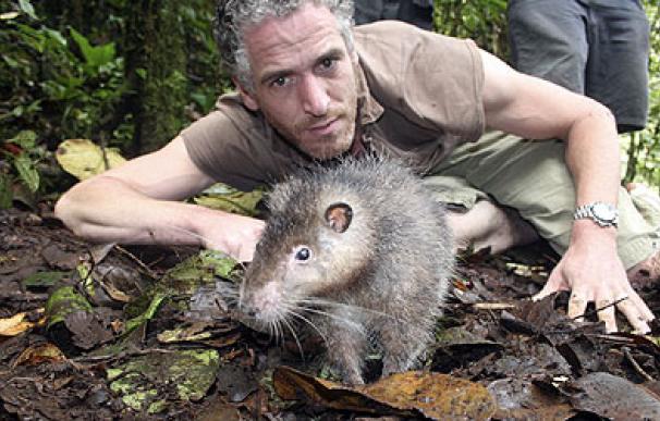 Nueva especie de roedor descubierta en Papúa Nueva Guinea / BBC
