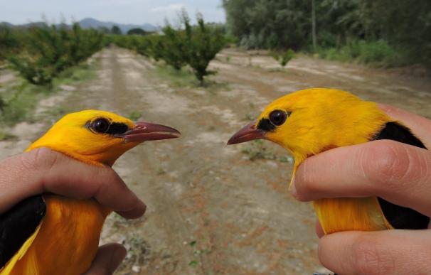 La biodiversidad del bosque del Segura permite anillar en un solo día 18 especies de aves