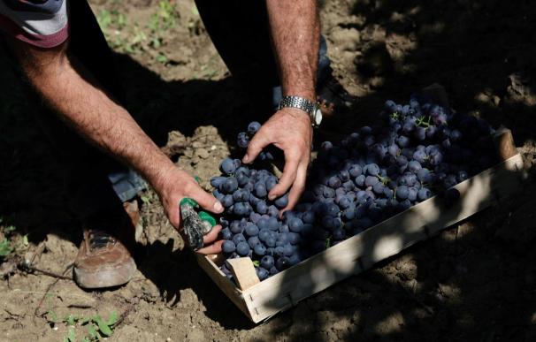 Las denominaciones españolas de vino rechazan la liberalización de las viñas