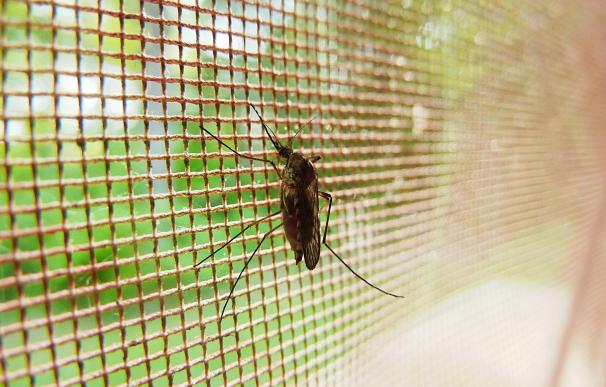 Las mosquiteras tratadas con pesticidas siguen protegiendo contra la malaria en África e India