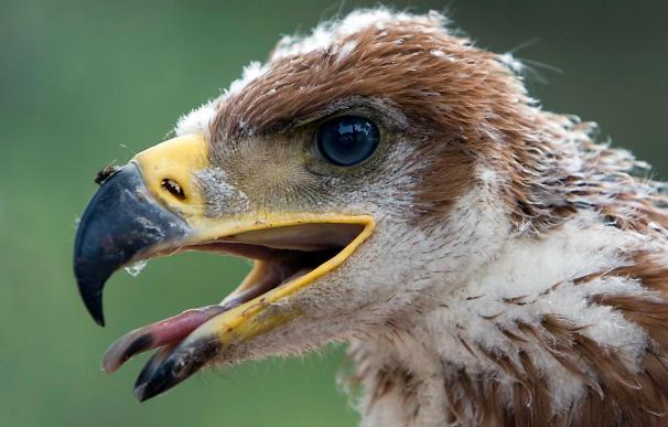 Extremadura participará en un nuevo programa para conservar el águila imperial