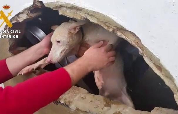 Rescatado un perro que había caído a un pozo en la finca Tres Arroyos de Badajoz