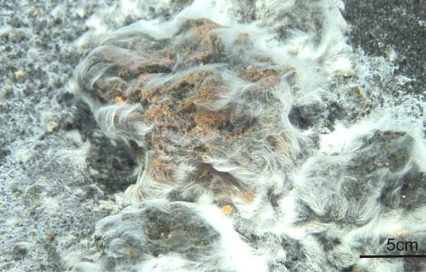 Descubren una nueva especie bacteriana tras la erupción del volcán submarino Tagoro, en la isla de El Hierro