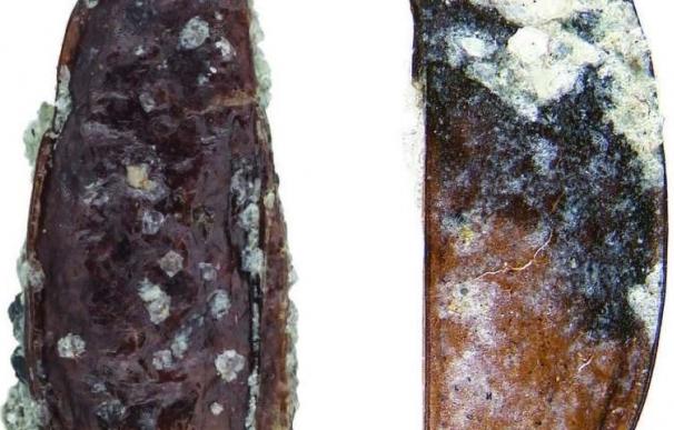 Descubren restos fòsiles del primer escarabajo terrestre de la Antártida