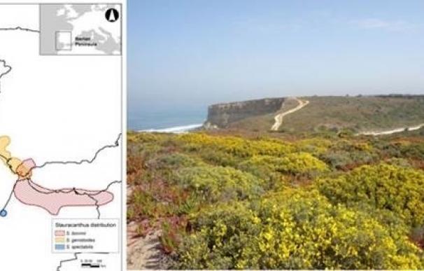 Investigadores del MNCN documentan la historia evolutiva de tres especies de arbustos de zonas áridas