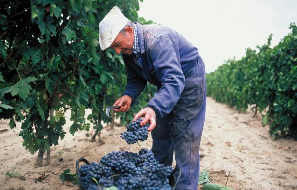 La cosecha de Rioja 2016, "excepcional" en cantidad y calidad