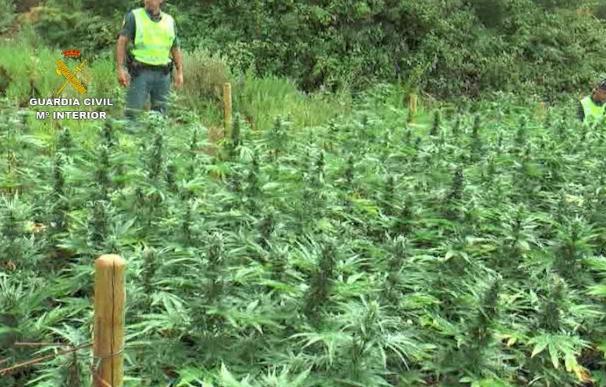 Detienen a siete personas tras desarticular una organización dedicada al cultivo de marihuana