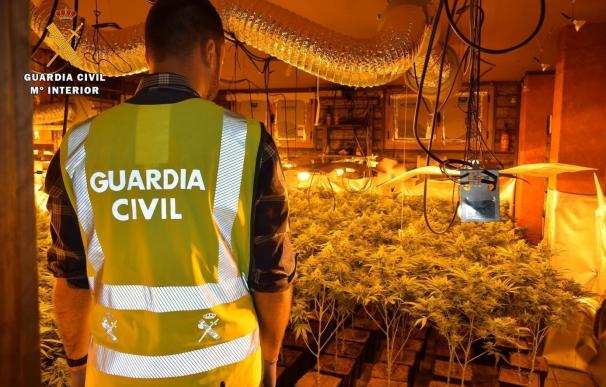 Desmantelado un laboratorio de marihuana con 252 plantas y un punto de venta de droga en Alberche del Caudillo