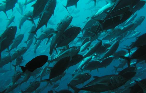 Los atunes hacen inmersiones de más de 1.000 metros, según un estudio