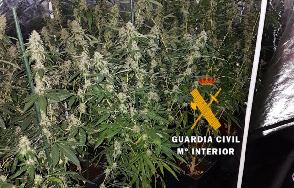La Guardia Civil desmantela una plantación de 610 plantas de marihuana en Gargantilla de Lozoya