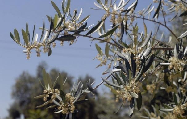 El nivel del polen de olivo es aún bajo en la primera semana de mediciones realizadas en el Complejo Hospitalario