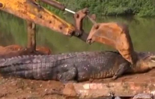 Vea cómo liberaron en Sri Lanka a uno de los cocodrilos más grandes de la historia