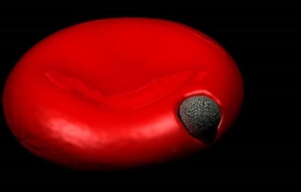 Los parásitos de la malaria suavizan las defensas de nuestras células para invadirlas