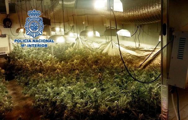 Detenidos los dos responsables de una plantación de marihuana desmantelada en Mérida