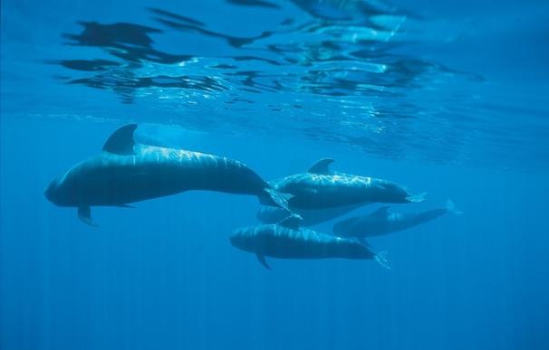 WWF presenta más de 52.000 firmas que piden crear un gran santuario marino de cetáceos en Canarias