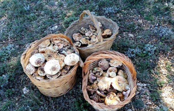 Castilla-La Mancha autoriza recolectar un máximo de cinco kilos de setas por persona al día en sus montes