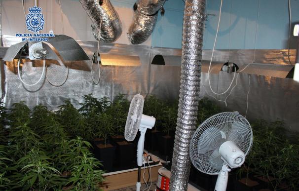 Desmantelan un invernadero-laboratorio con casi 180 plantas de marihuana en una vivienda de Málaga