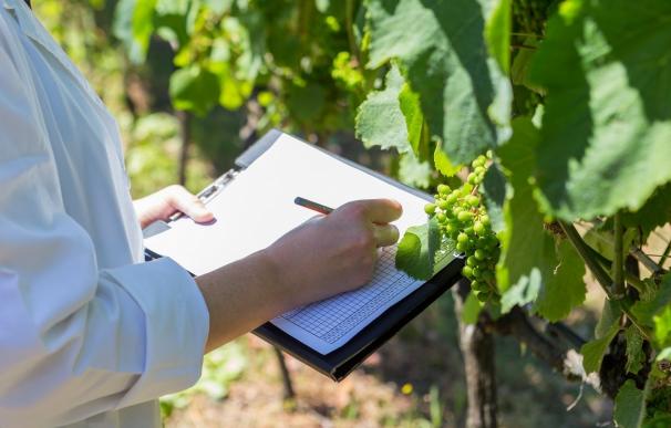 Técnicos de Evega "clonan" variedades de albariño para seleccionar las uvas de mayor calidad